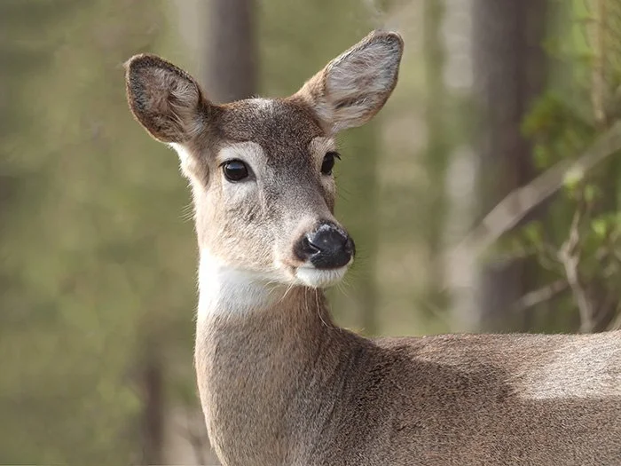 Deer, Ridgefield Wildlife Refuge, Washington