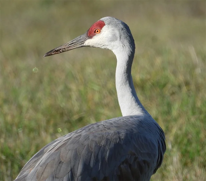 Sandhill Crane, Ridgefield National Wildlife Refuge, Washington