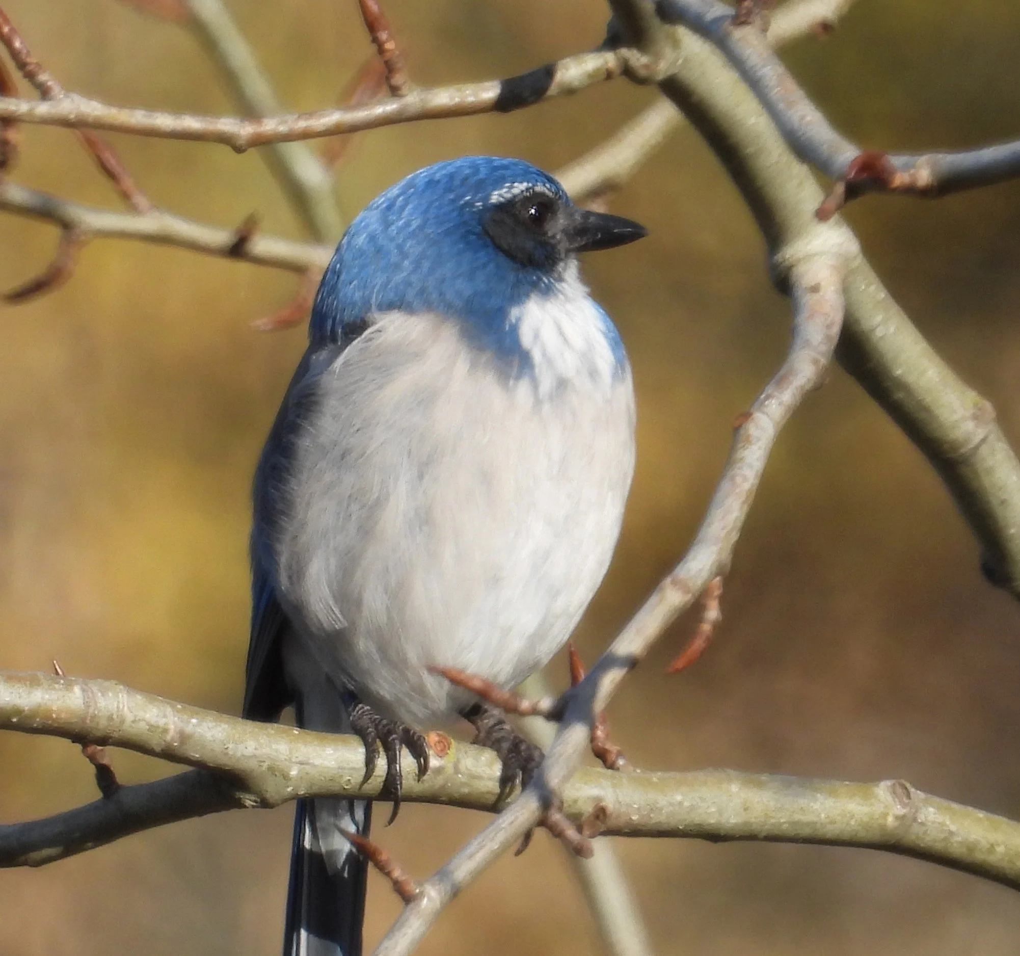 Scrub Jay, Wildlife Botanical Garden, Washington