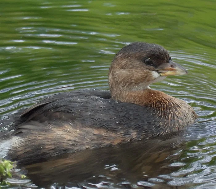 Pied-Billed Grebe, Tualatin Hills Nature Park, Oregon