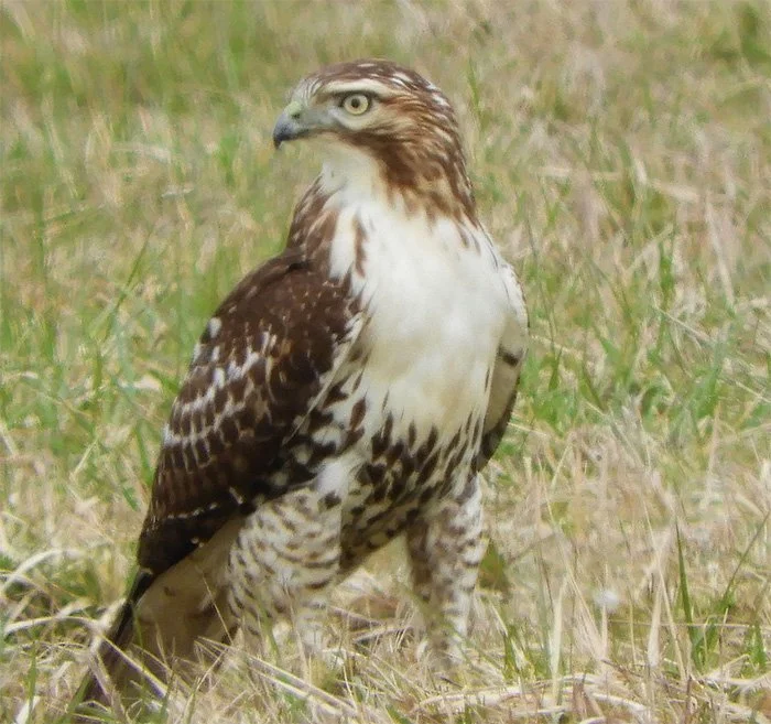 Hawk, Ridgefield National Wildlife Refuge, Washington