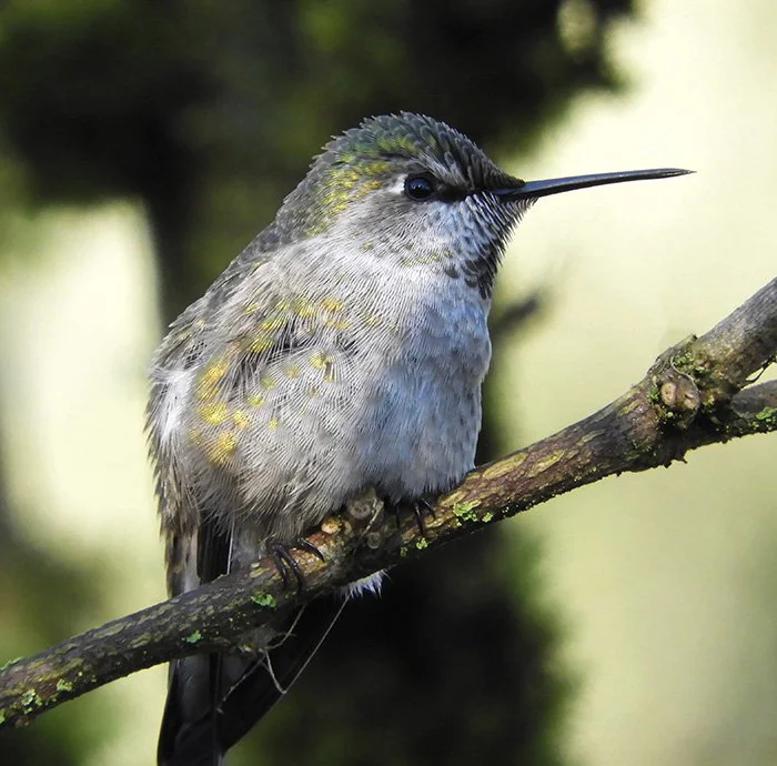 Hummingbird, Wildlife Botanical Garden, Washington