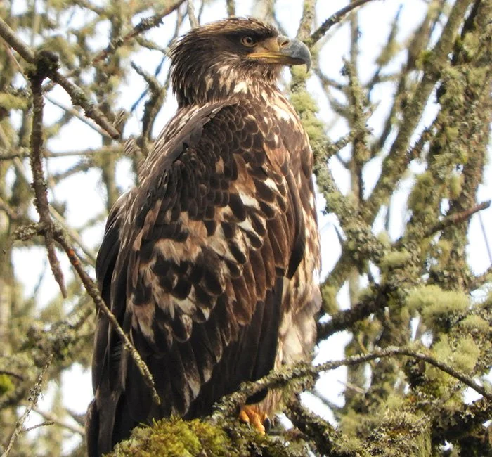Juvenile Bald Eagle, Ridgefield Wildlife Refuge, Washington
