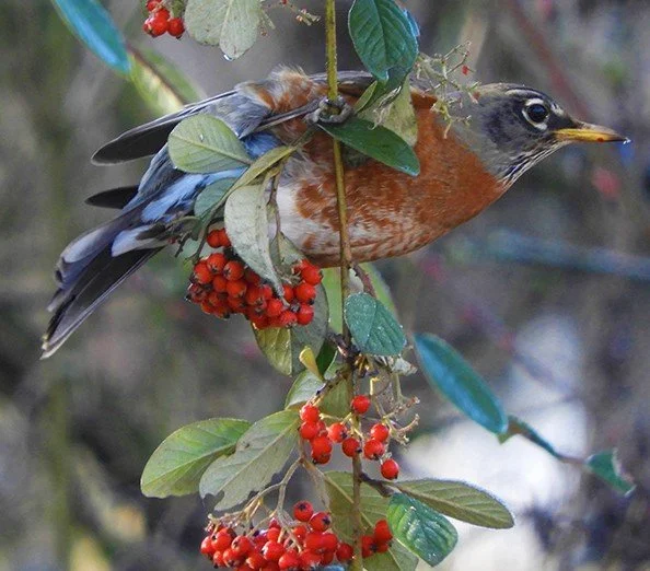 Robin, Wildlife Botanical Garden, Washington