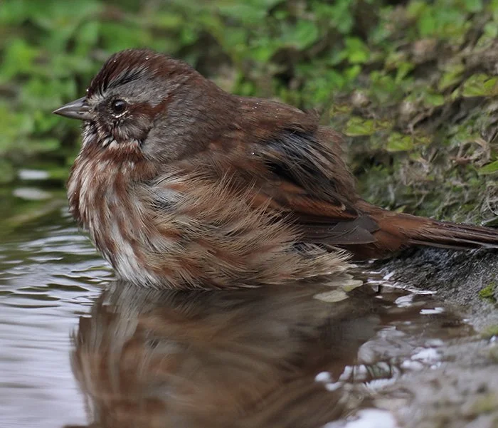 Song Sparrow, Elk Rock Garden, Oregon