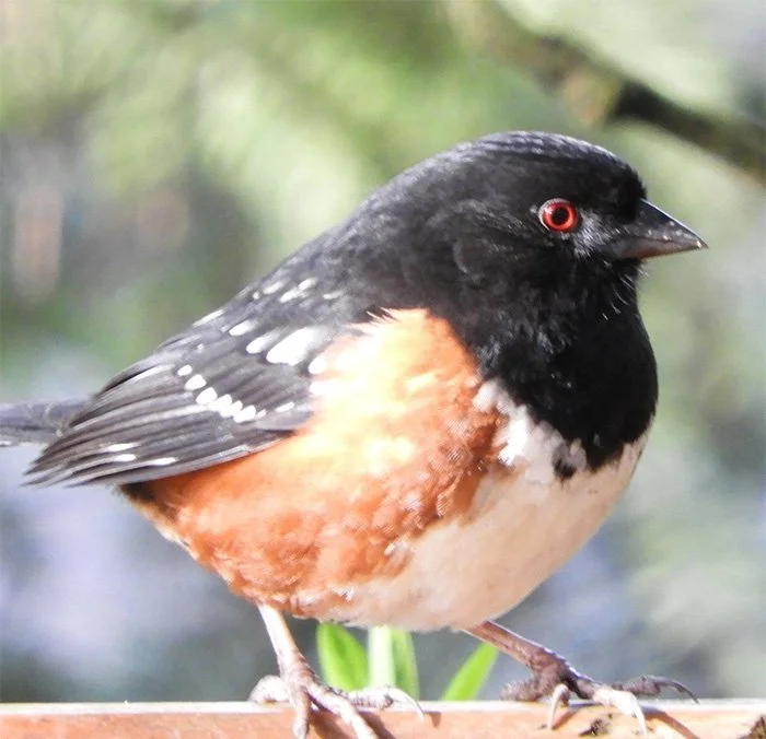 Towhee, Wildlife Botanical Garden, Washington