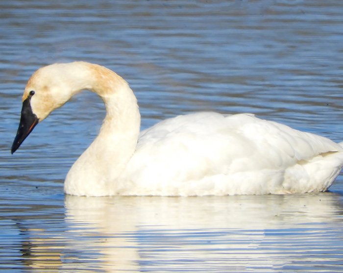 Arctic Swan, Ridgefield Wildlife Refuge, Washington