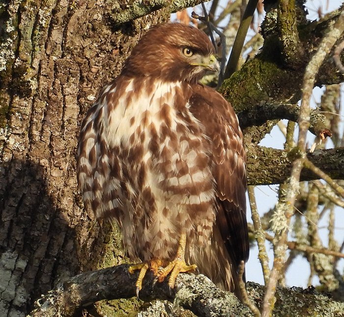 Hawk, Columbia River Gorge, Washington