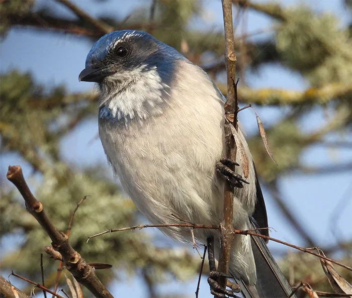 Scrub Jay, Neighborhood, Washington