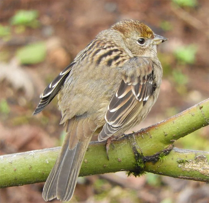 Golden-Crowned Sparrow, Elk Rock Garden, Oregon