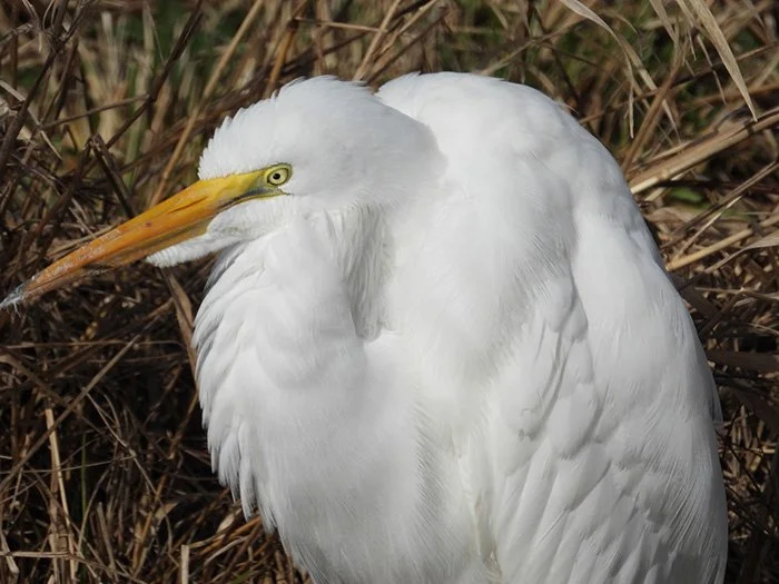 Egret, Local Wetlands, Oregon