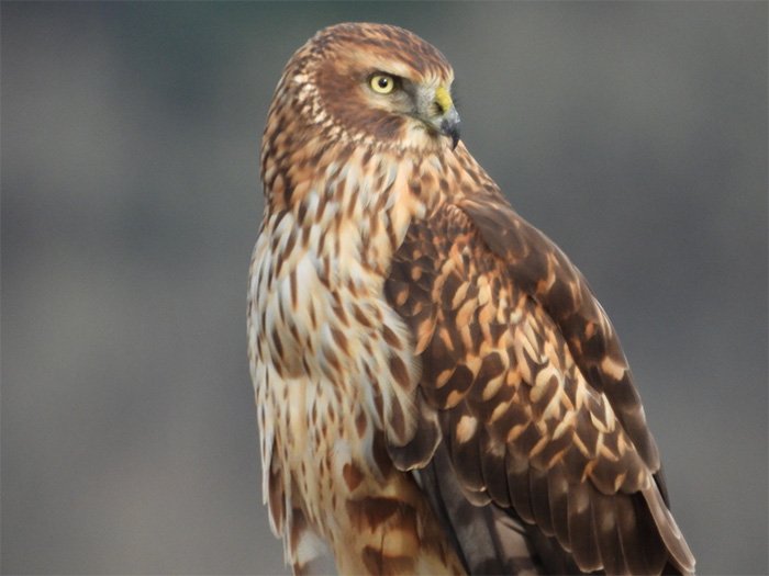 Northern Harrier, Steigerwald Wildlife Refuge, Washington