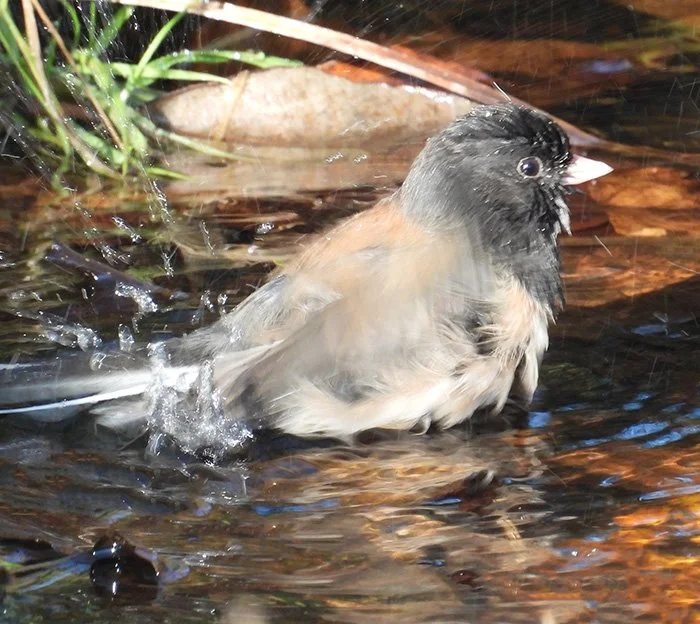 Dark-Eyed Junco, Wildlife Botanical Garden, Washington