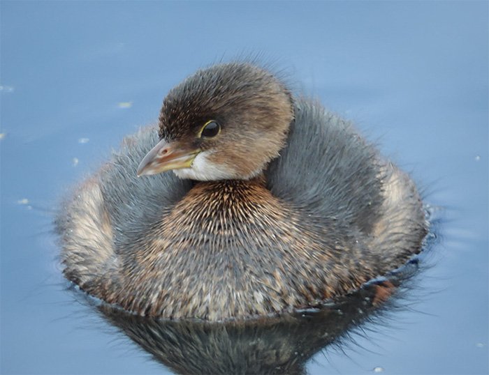 Pied-Billed Grebe, Ridgefield Wildlife Refuge, Washington