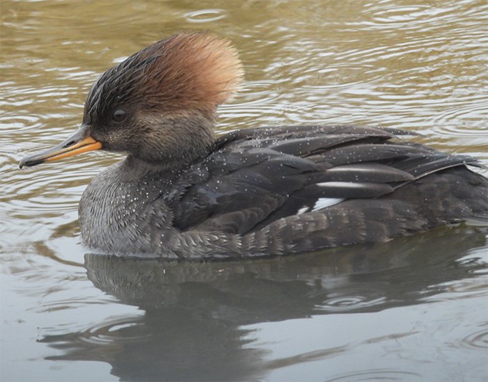 Hooded Merganser, Tualatin Hills Nature Park, Oregon
