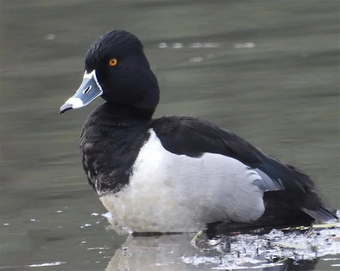 Ringed-Neck Duck, Ridgefield Wildlife Refuge, Washington