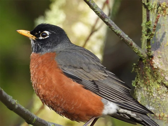 Robin, Wildlife Botanical Garden, Washington