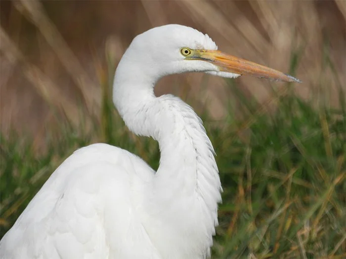Egret, Wetlands, Oregon