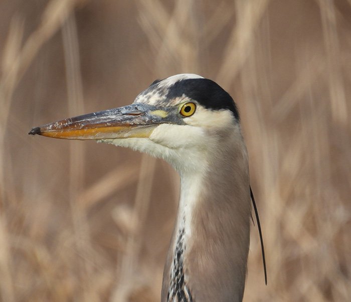 Great Blue Heron, Steigerwald Wildlife Refuge, Washington