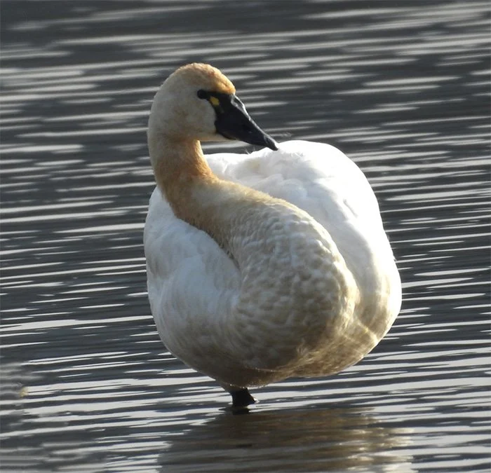 Tundra Swan, Ridgefield Wildlife Refuge, Washington