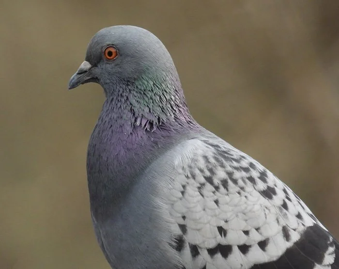 Rock Dove, Ridgefield Wildlife Refuge, Washington