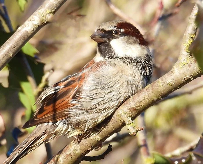 House Sparrow, Wildlife Botanical Garden, Washington