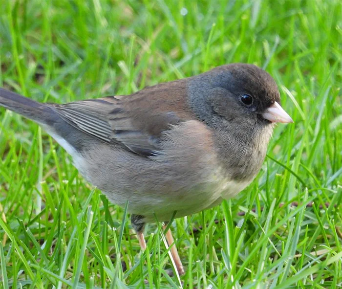 Dark-Eyed Junco, Back Yard, Washington