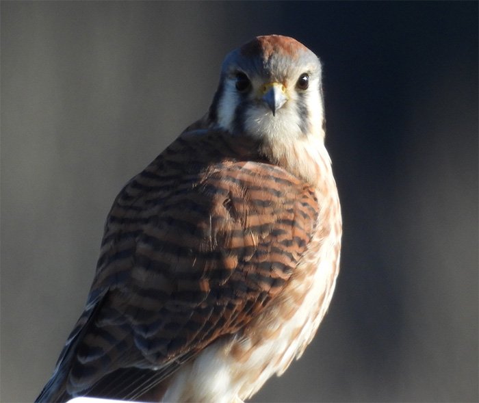 Kestrel, Ridgefield Wildlife Refuge, Washington