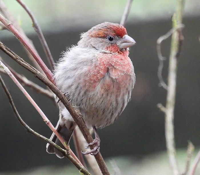 House Finch, Wildlife Botanical Garden, Washington