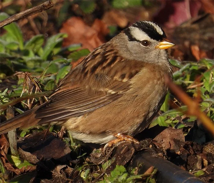 White-Crowned Sparrow, Wildlife Botanical Garden, Washington