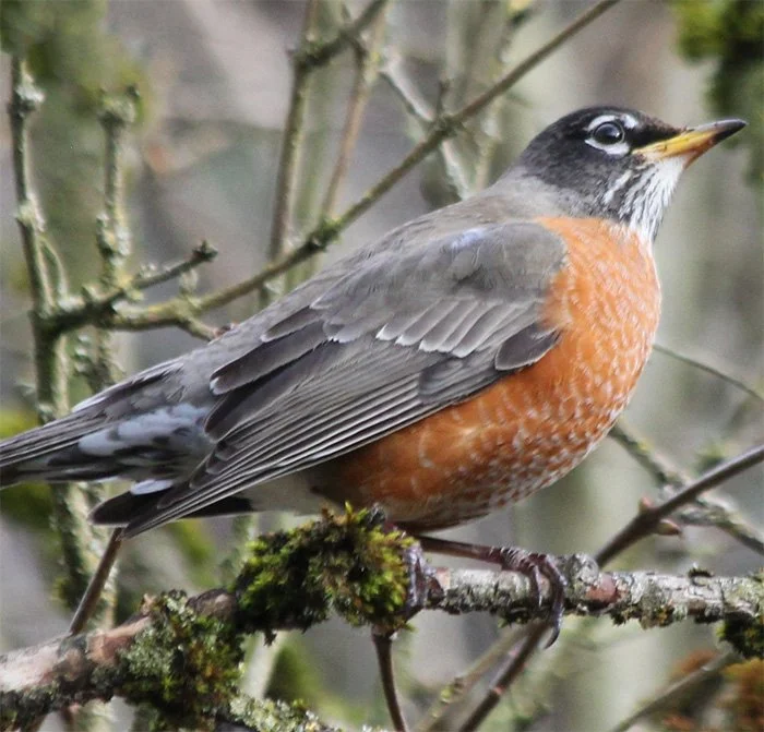 Robin, Wildlife Botanical Garden, Washington