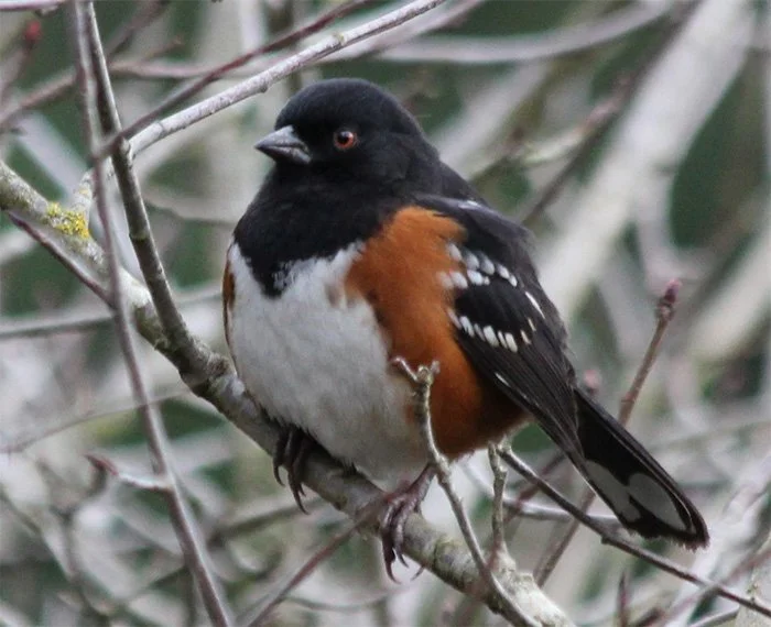 Towhee, Wildlife Botanical Garden, Washington