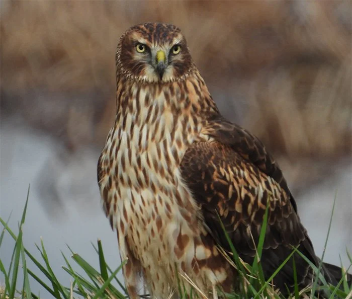 Northern Harrier, Ridgefield Wildlife Refuge, Washington