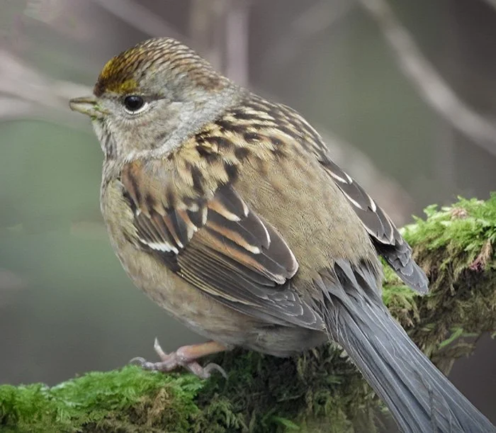 Golden-Crowned Sparrow, Jane Webber Arboretum, Washington