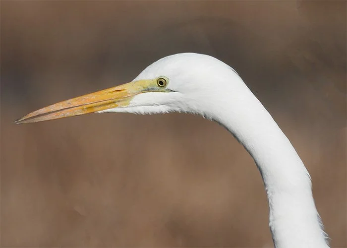Egret, Ridgefield Wildlife Refuge, Washington