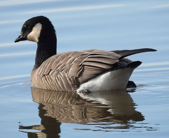 Goose, Ridgefield Wildlife Refuge, Washington