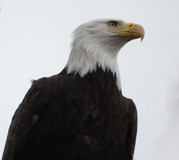 Eagle, Columbia River Gorge, Washington