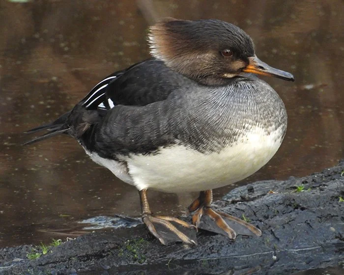 Hooded Merganser, Tualatin Hills Nature Park, Oregon