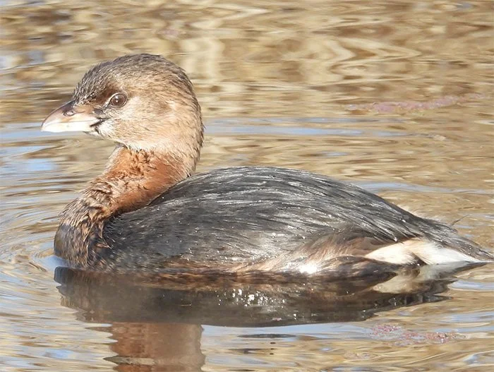 Pied-Billed Grebe, Ridgefield Wildlife Refuge, Washington