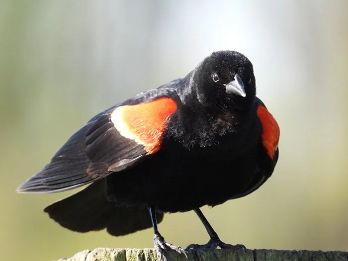 Red-Winged Blackbird, Steigerwald Wildlife Refuge, Washington