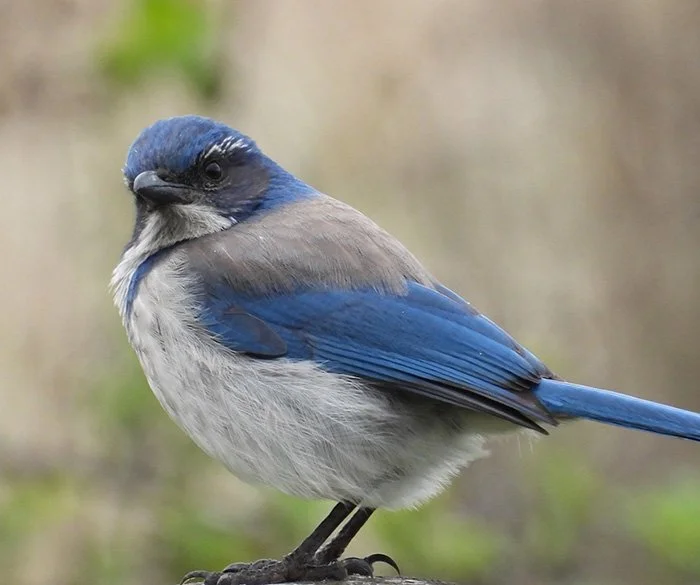 Scrub Jay, Neighborhood, Oregon
