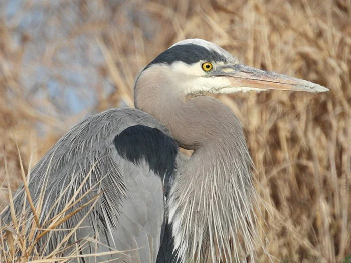 Great Blue Heron, Local Wetlands, Oregon