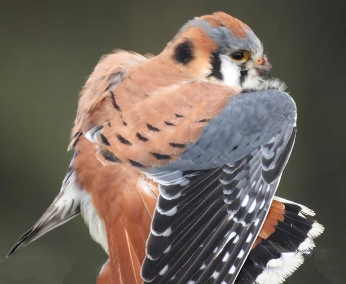 Kestrel, Ridgefield National Wildlife Refuge, Washington