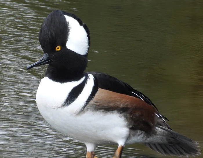 Hooded Merganser, Ridgefield Wildlife Refuge, Washington