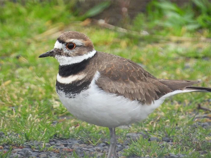 Killdeer, Wildlife Botanical Garden, Washington