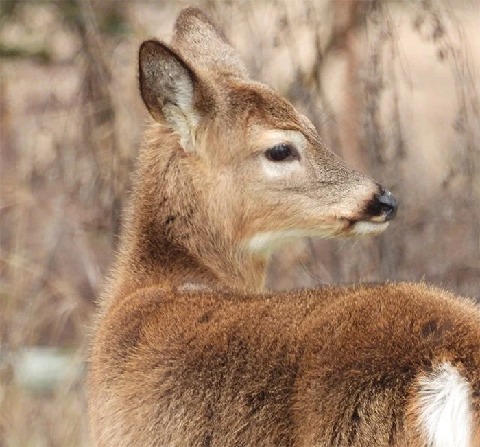 Deer, Ridgefield Wildlife Refuge, Washington
