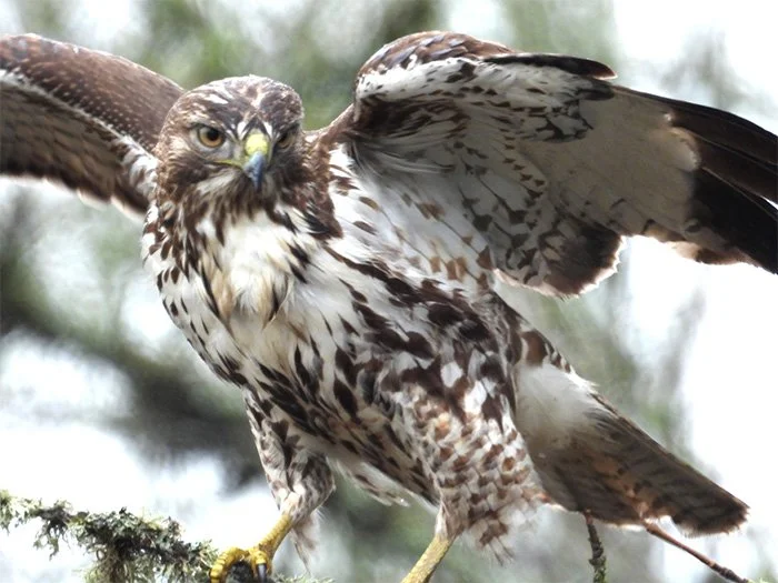 Hawk, Columbia River Gorge, Washington