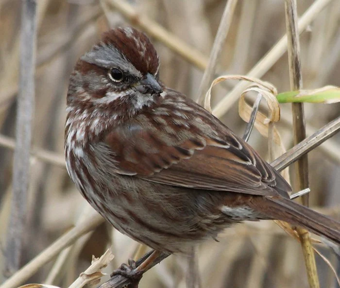 Song Sparrow, Local Wetlands, Oregon