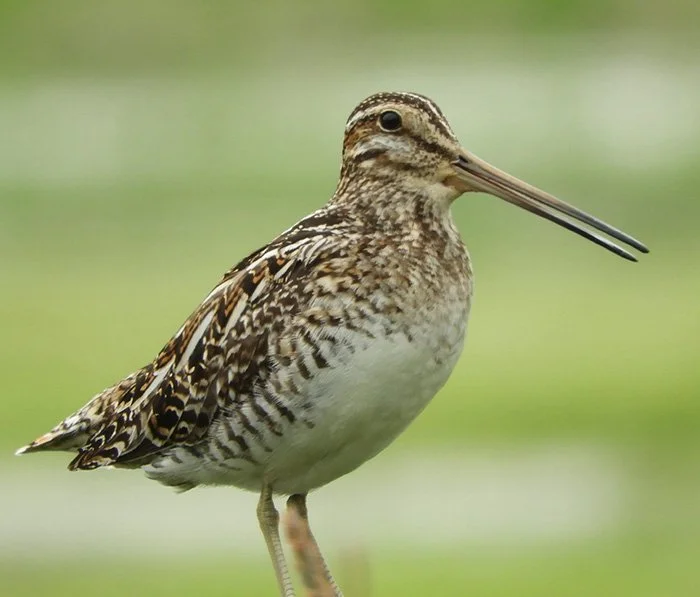 Snipe, Ridgefield Wildlife Refuge, Washington