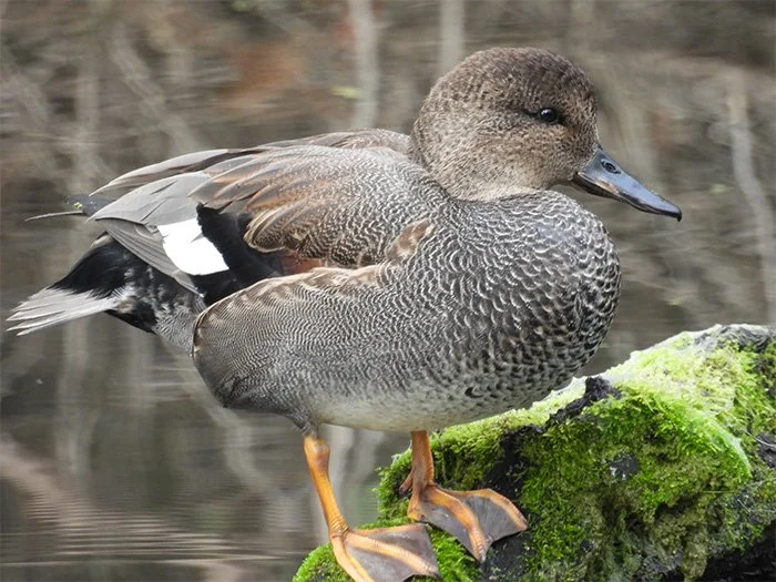 Gadwall Duck, Ridgefield Wildlife Refuge, Washington
